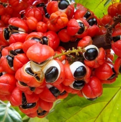 Guaraná 